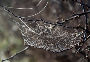 Spider Web